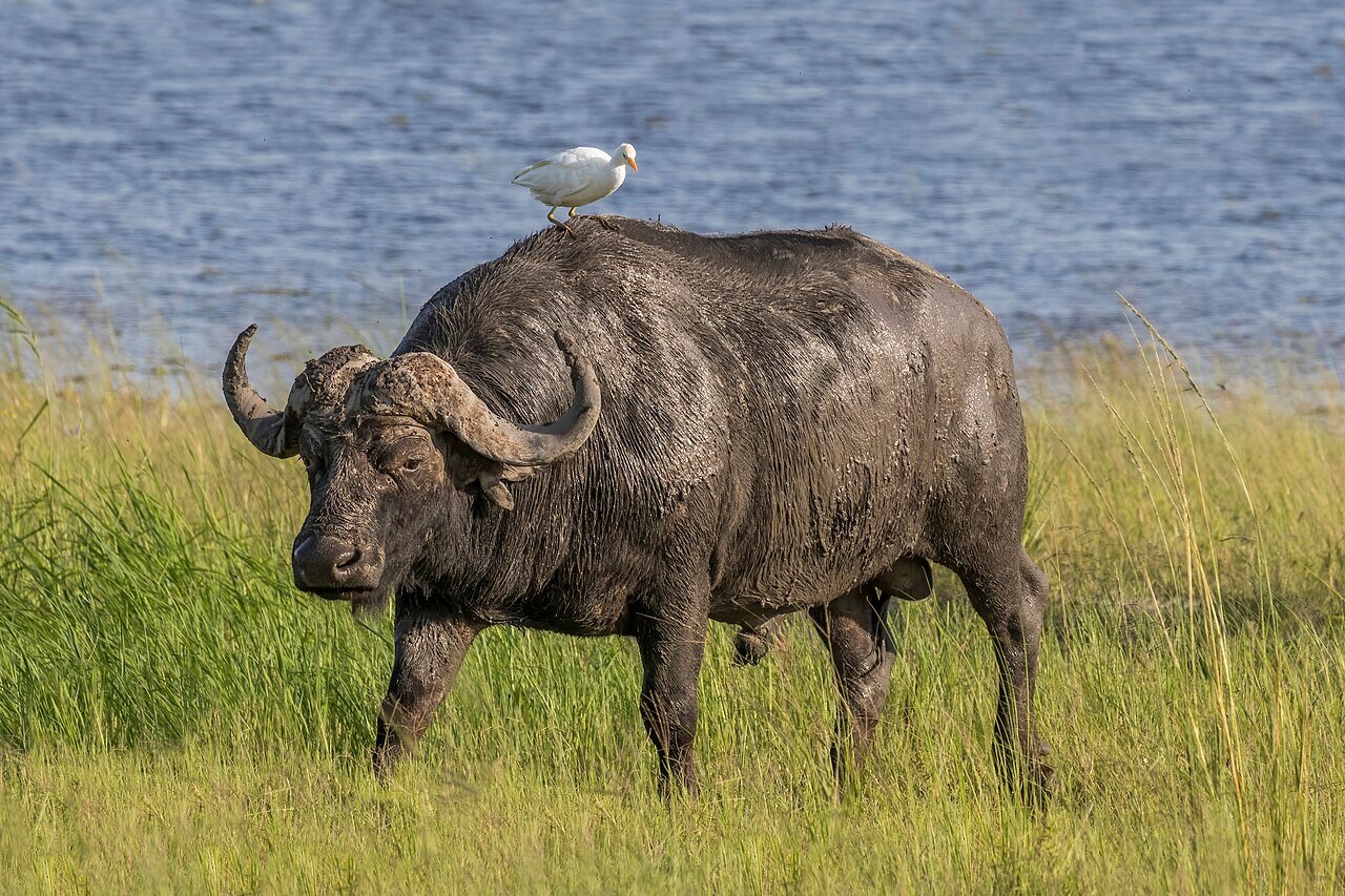 African buffalo herd grazing in the savanna