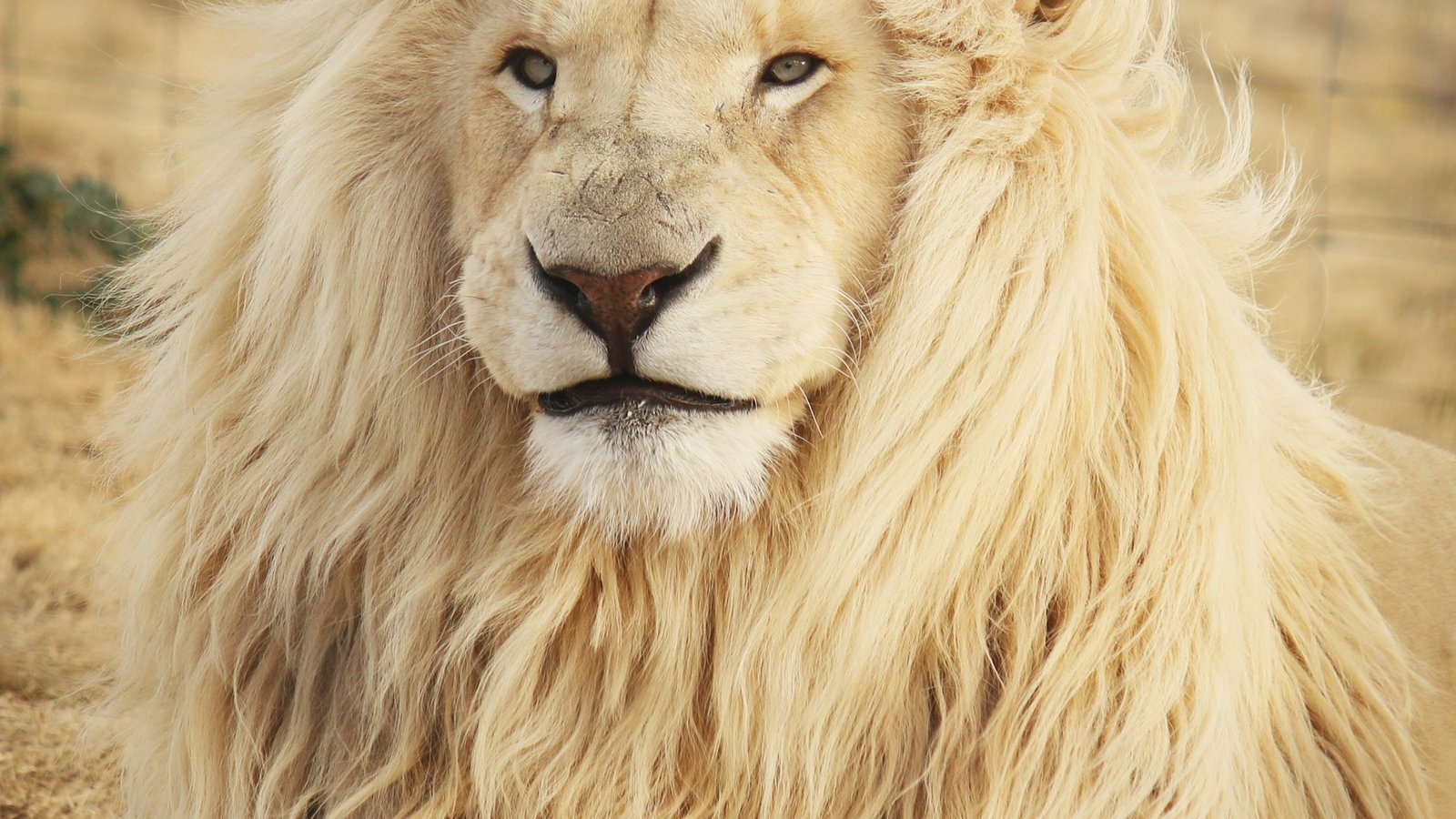 Central Kalahari Game Reserve