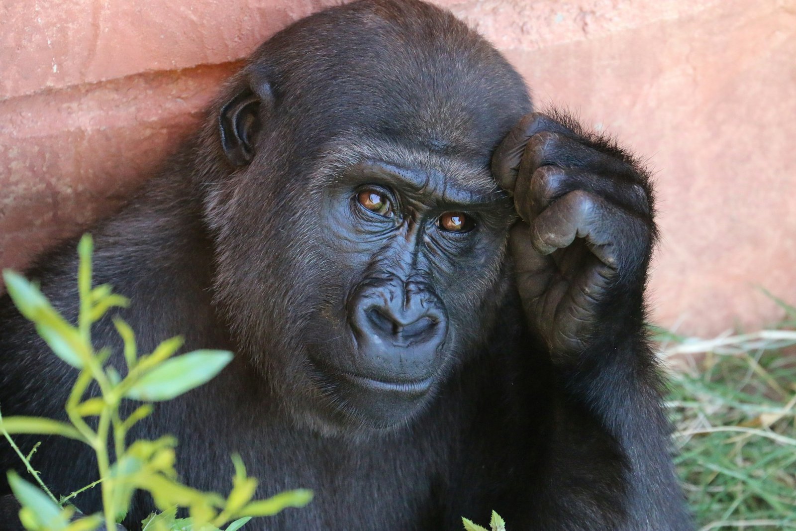 Virunga National Park