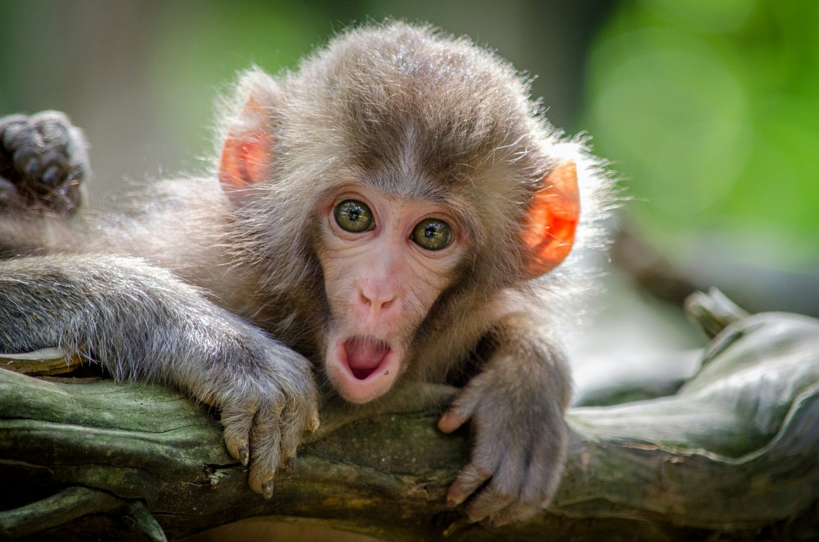 Rwanda Scenic Journey