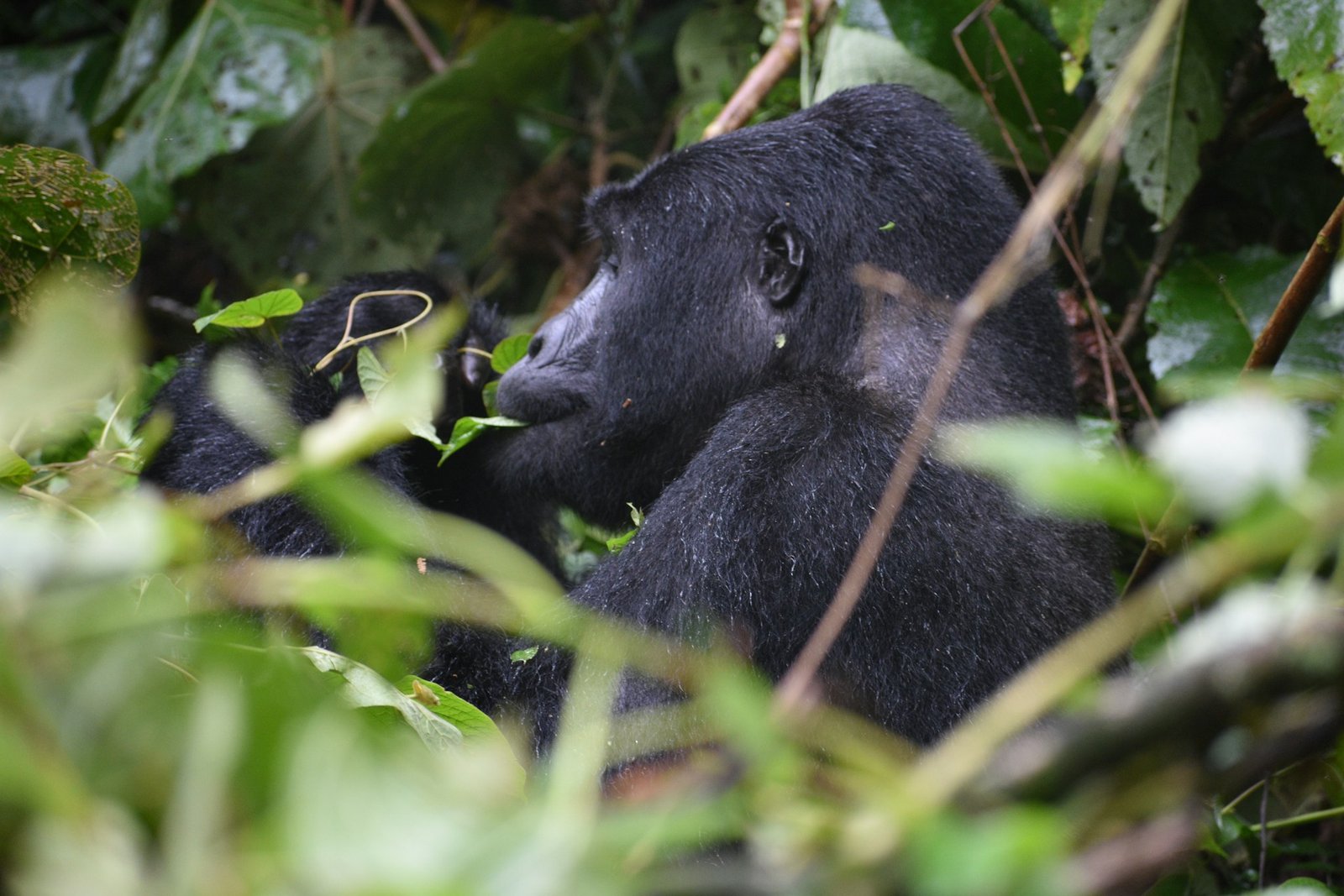 Mountain gorilla in Bwindi Impenetrable Forest