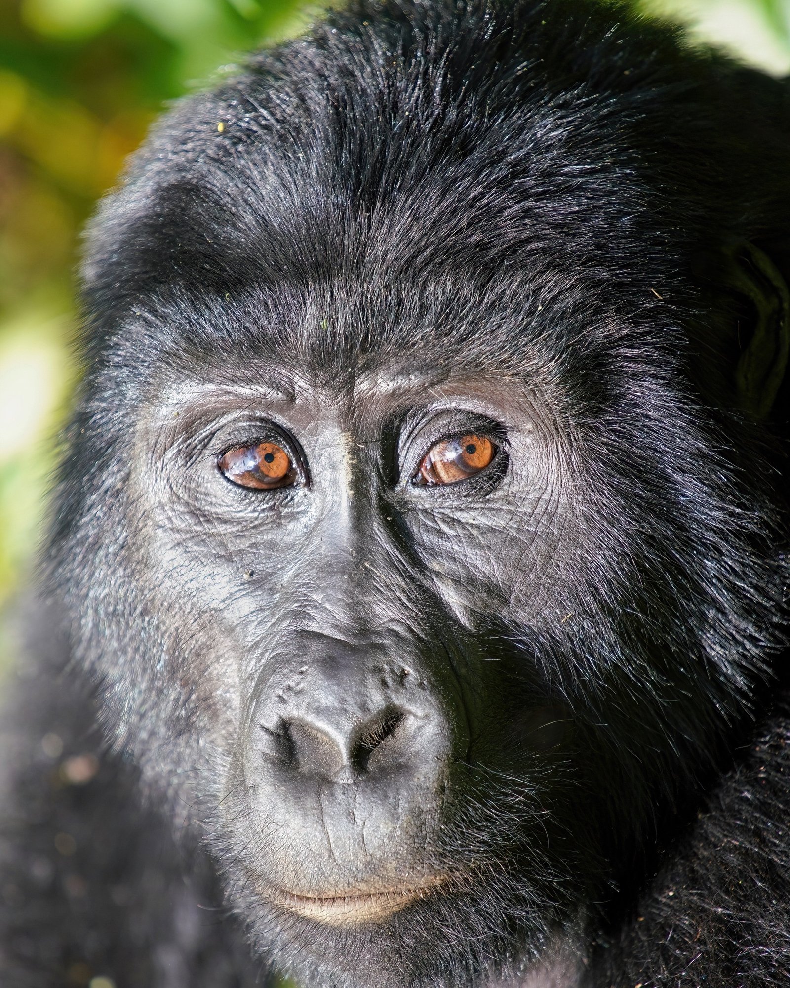 Mubwindi Swamp (Ruhija Sector)