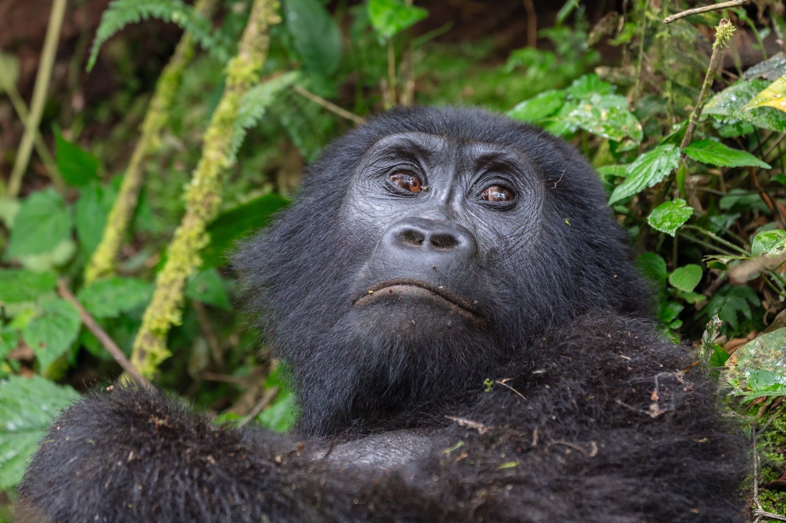 Mountain Gorilla