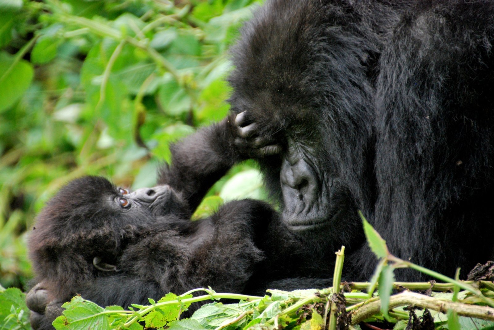 Gorilla Family