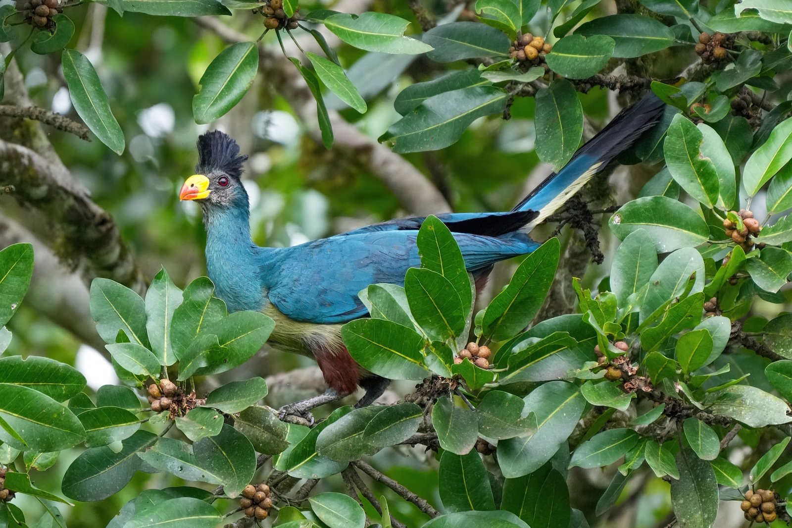 Bigodi Wetland Sanctuary