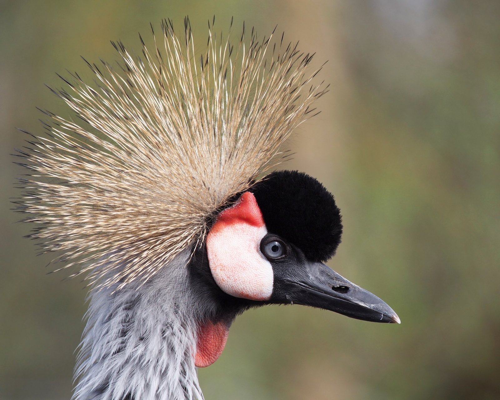 Grey Crowned Crane