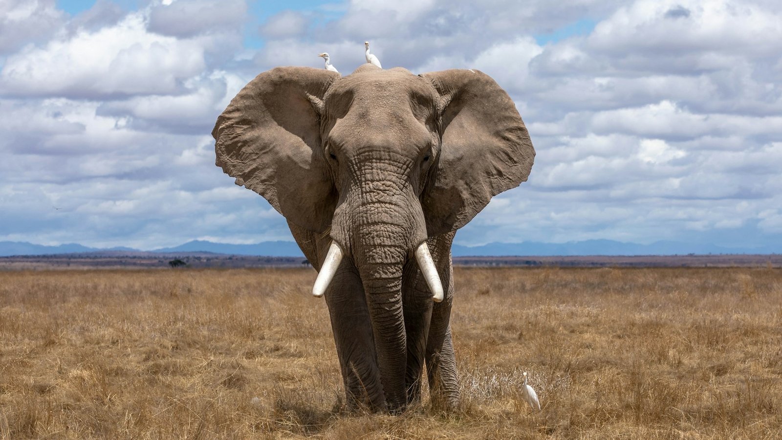 7-Day Northern Tanzania Circuit: Serengeti, Ngorongoro & Tarangire