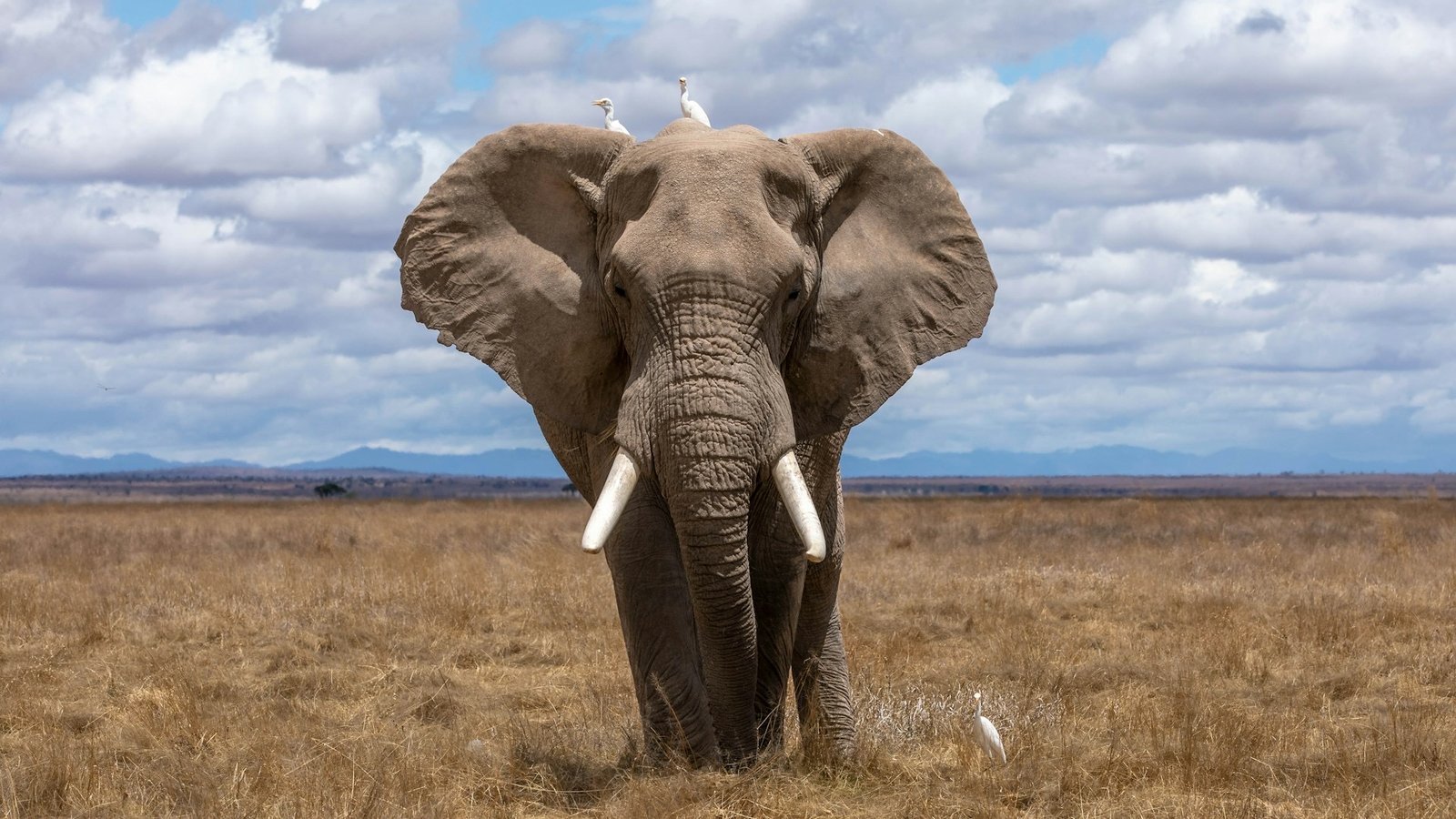 African Bush Elephant in Uganda