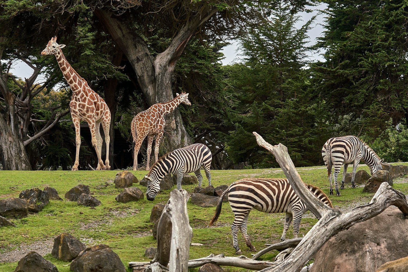 6-Day Uganda Wildlife Safari: Murchison Falls to Kibale Chimpanzees