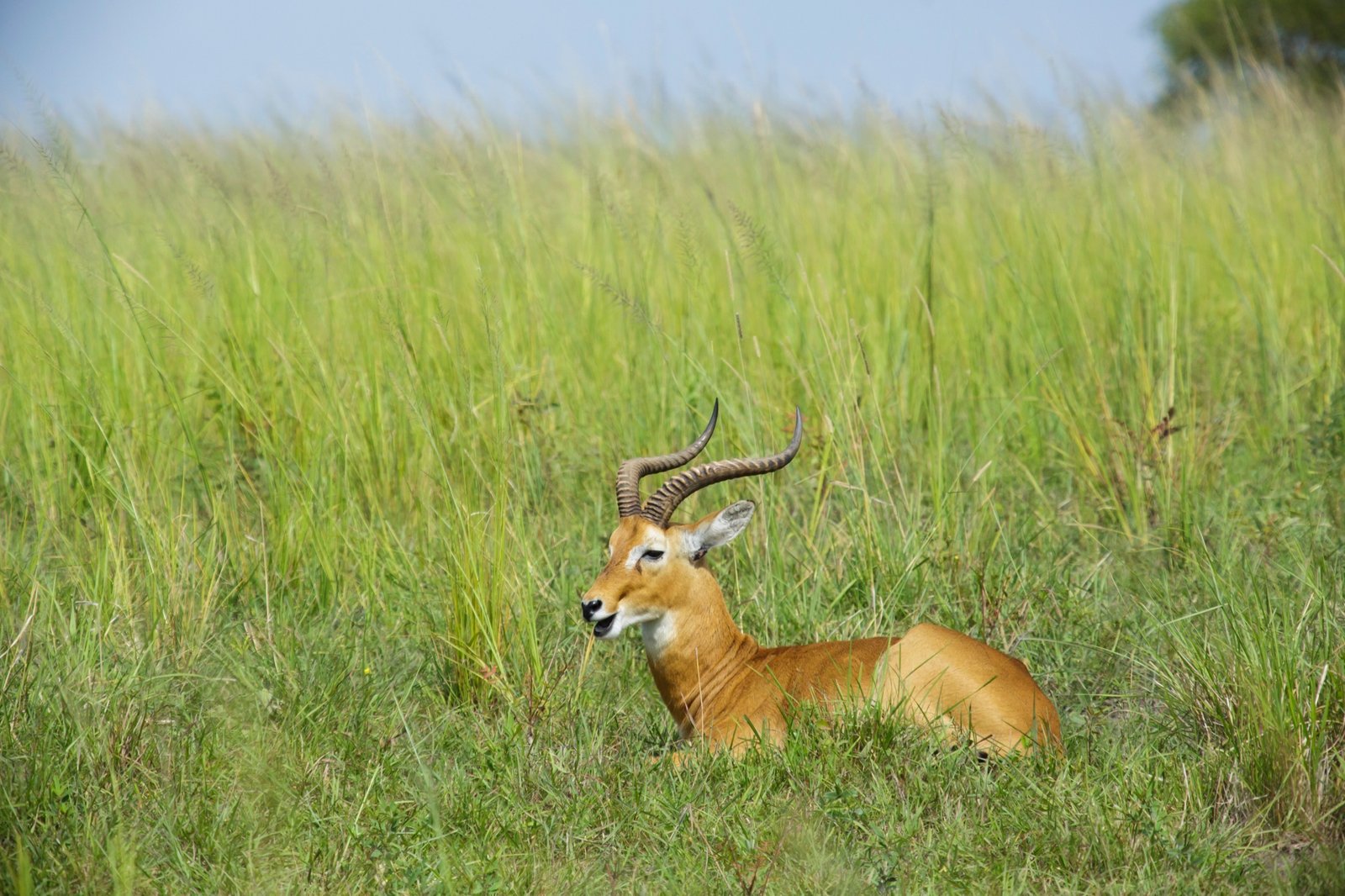 Uganda Scenic Journey
