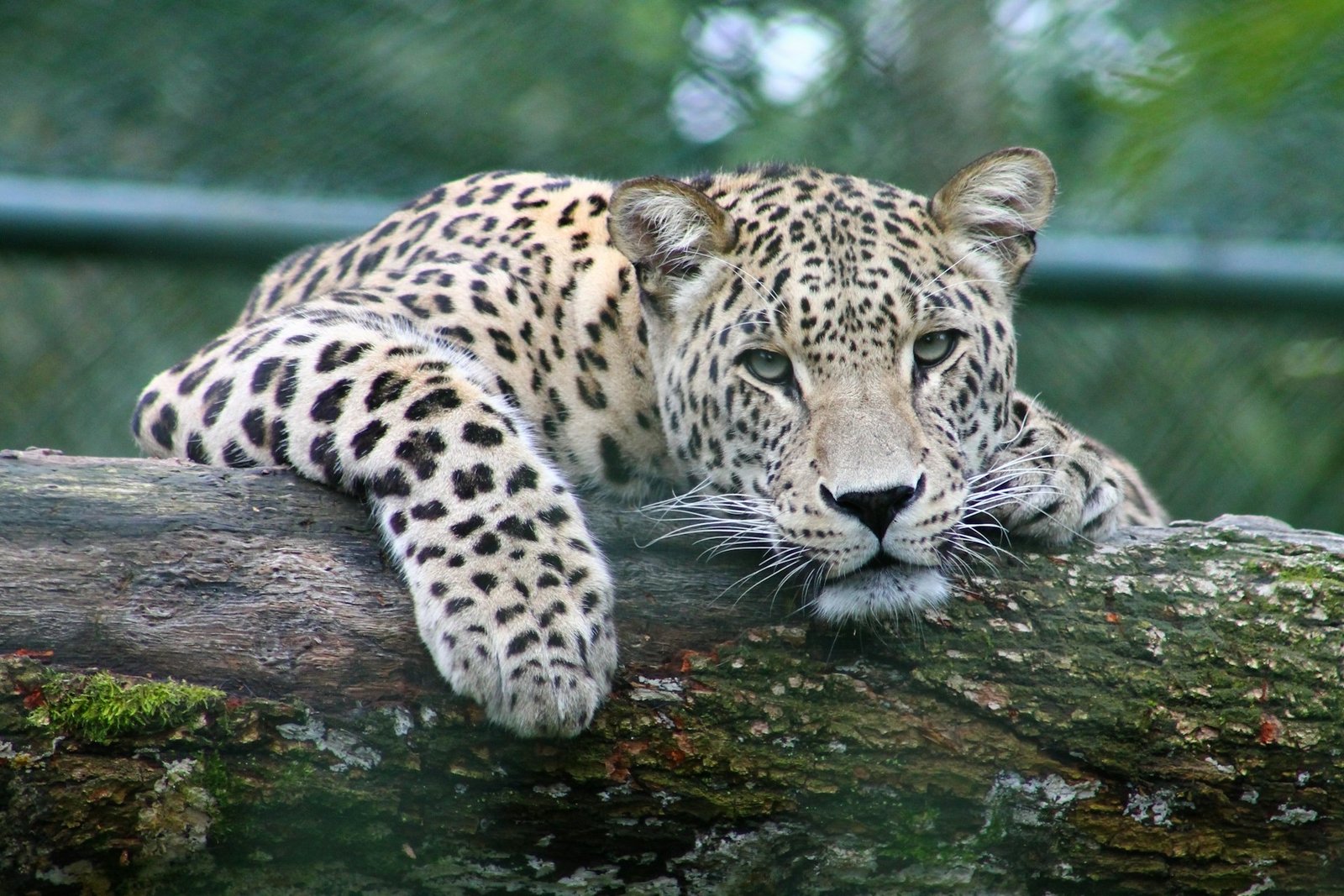 African Leopard in Uganda