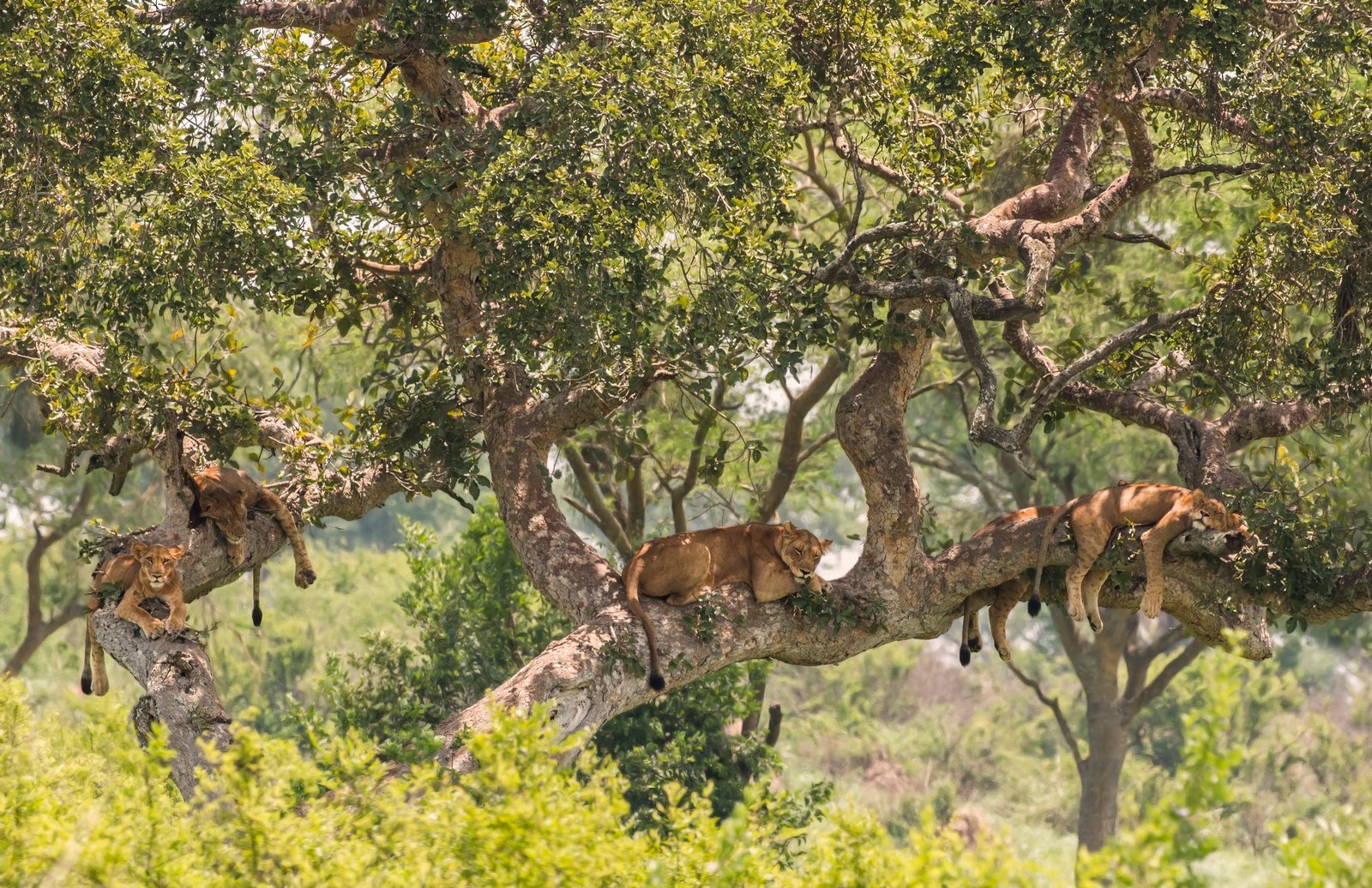 African Lion in Uganda
