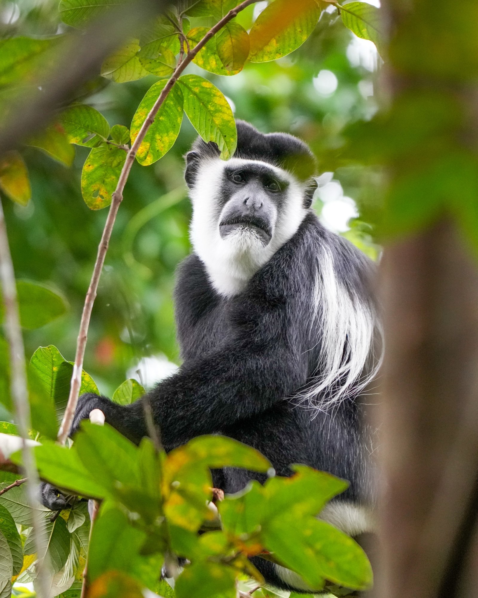 Black-and-White Colobus Monkeys