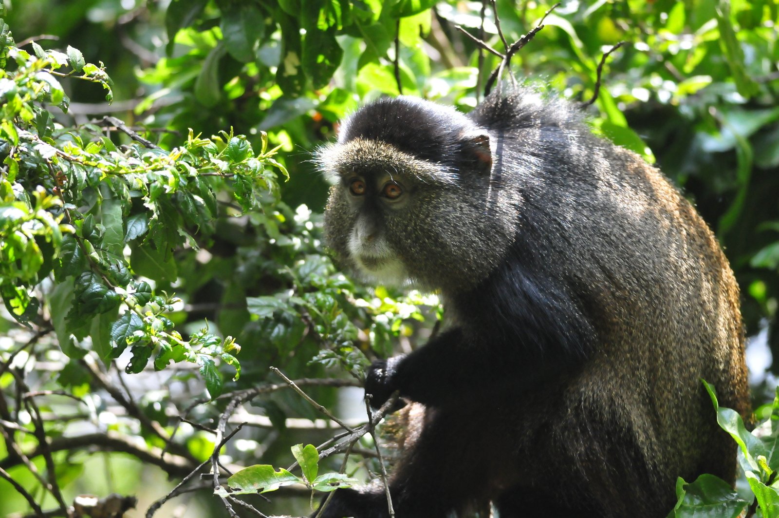 Golden Monkey