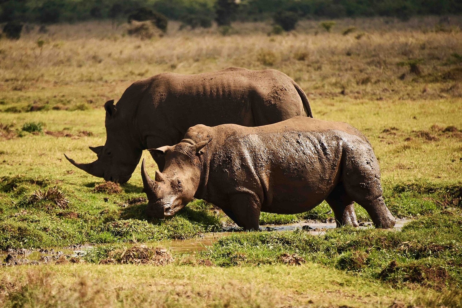 Southern White Rhino at Ziwa Sanctuary