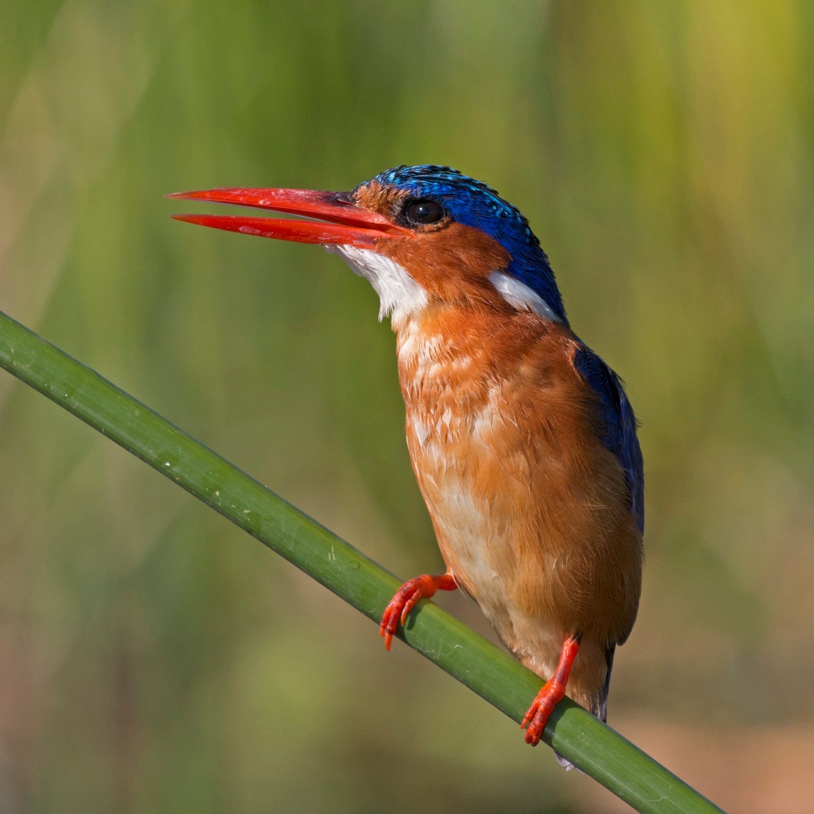 4-Day Murchison Falls River Nile & Savanna Wildlife Safari