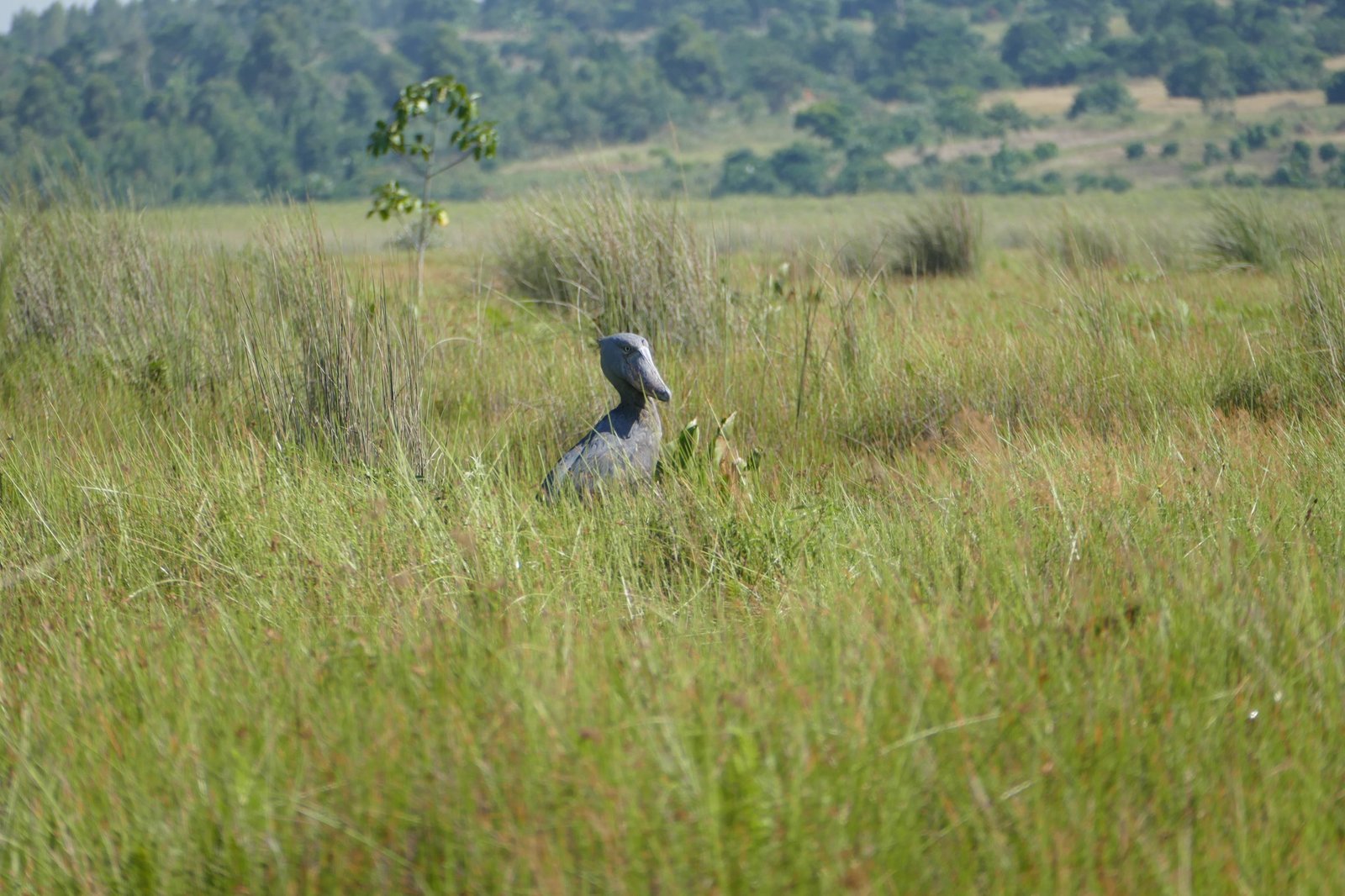 8-Day Birding in Uganda – The Pearl of Africa's Avian Treasure