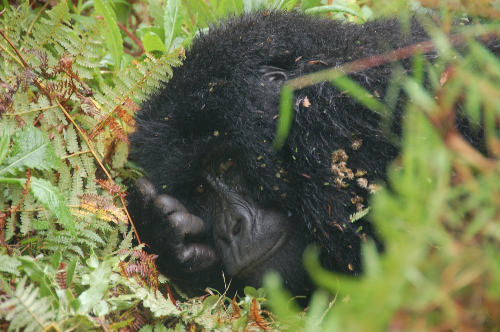 Silverback in Mist
