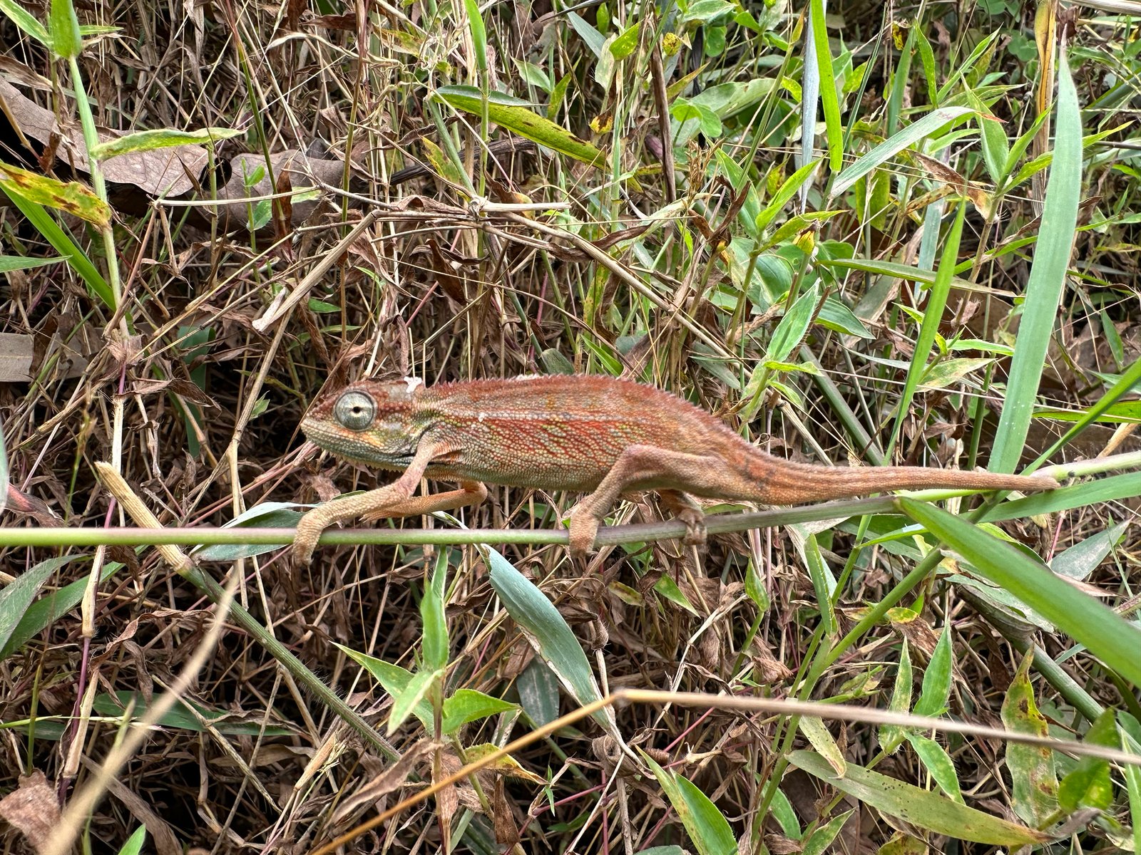 9-Day Albertine Rift Herping Expedition – Rare Reptiles & Amphibians