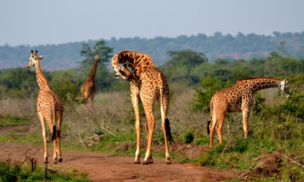Akagera Giraffes