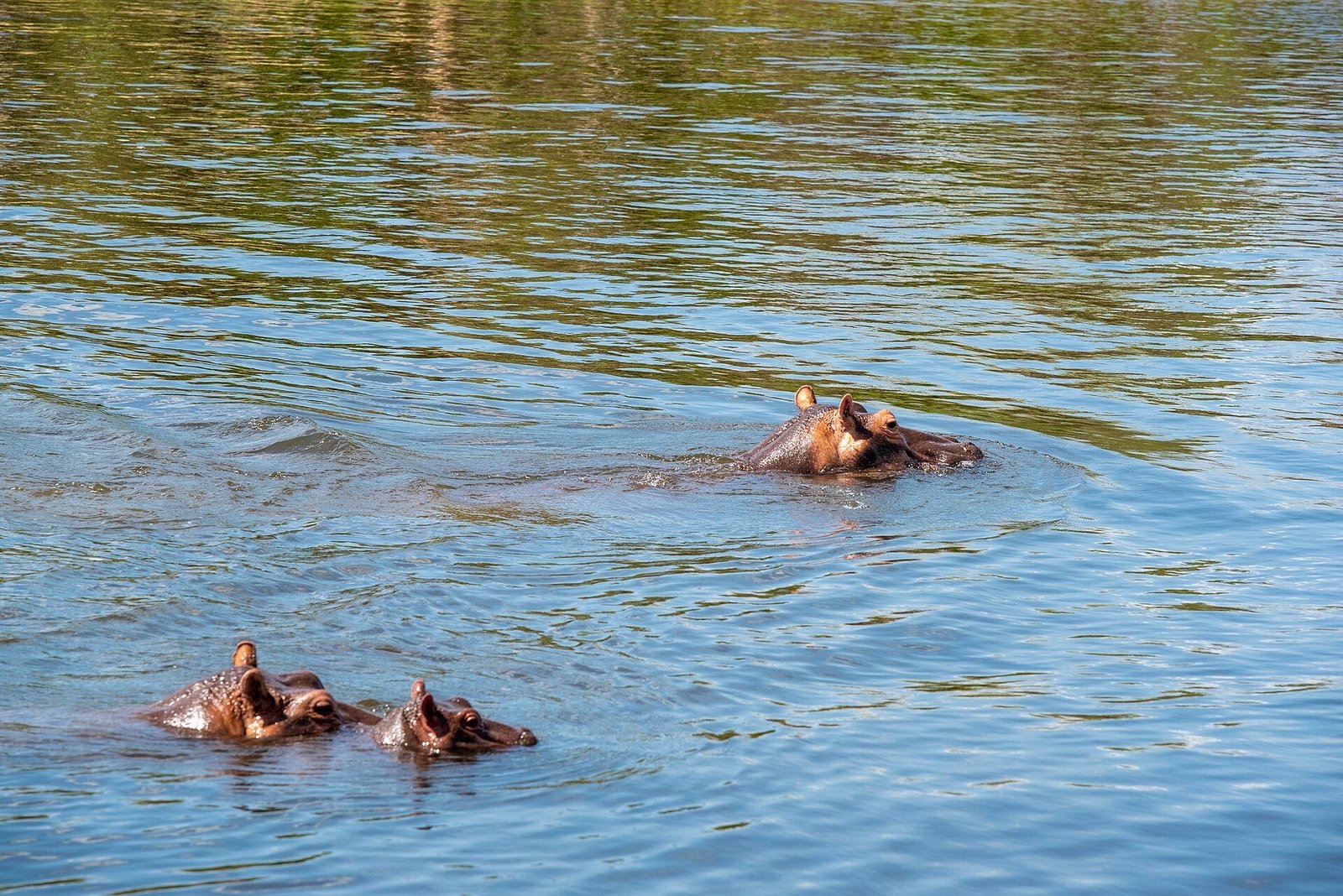 Boat & Aquatic Wildlife Safaris