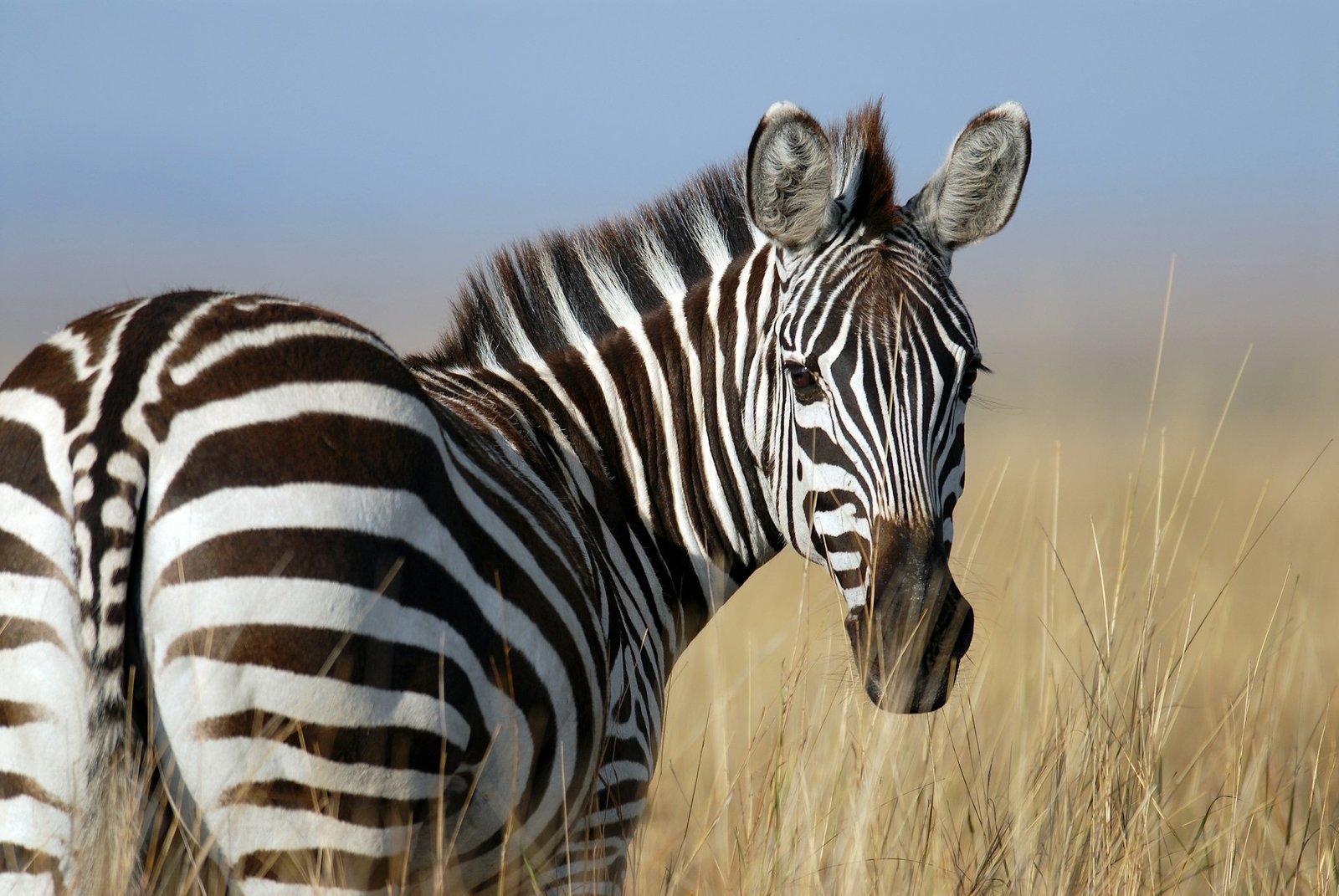 Zebras