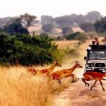 game viewing 1