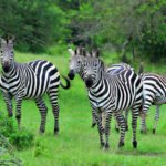 zebras in lake mburo 1