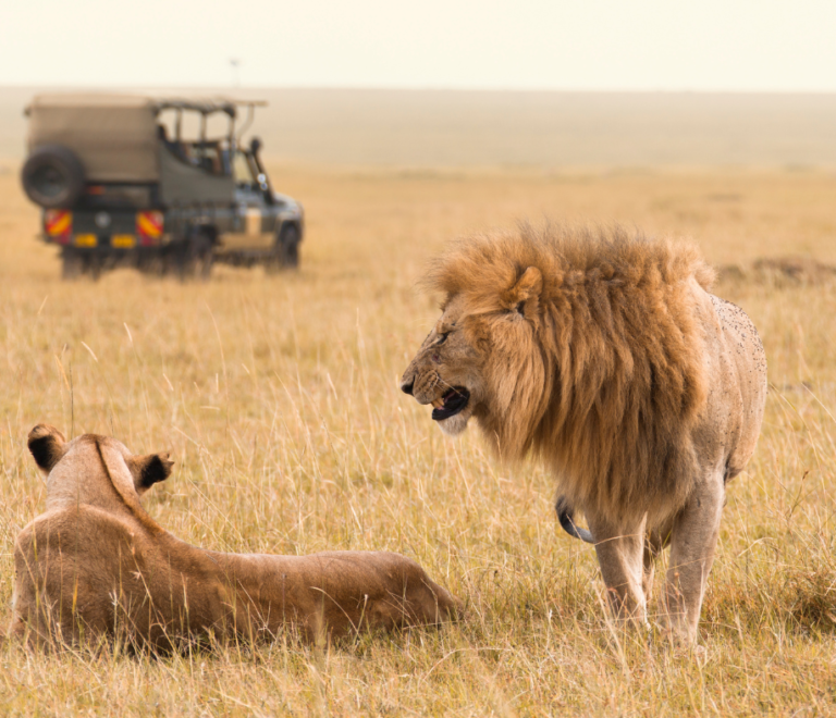 Top 5 Halal-Friendly Safaris in Uganda for Muslim Travelers 1 HALAL-FRIENDLY SAFARIS IN UGANDA.