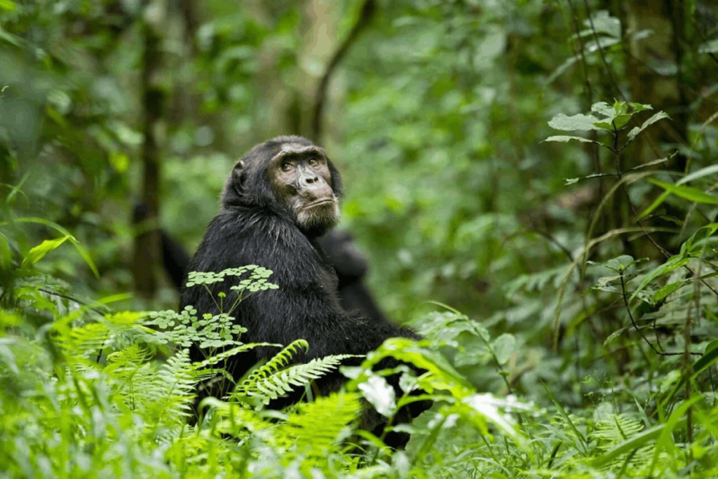 8 Days Uganda primates & wildlife safari 2 Kibale chimpanzee 1