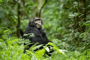 Kibale chimpanzee