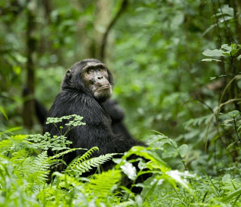 Kibale chimpanzee