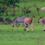 Lake Mburo National park wildlife