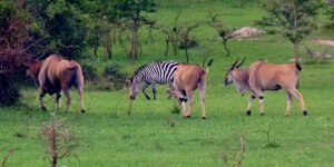 Lake Mburo National park wildlife