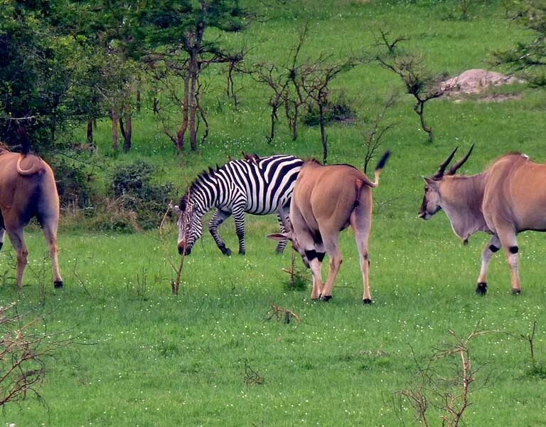Lake Mburo National park wildlife