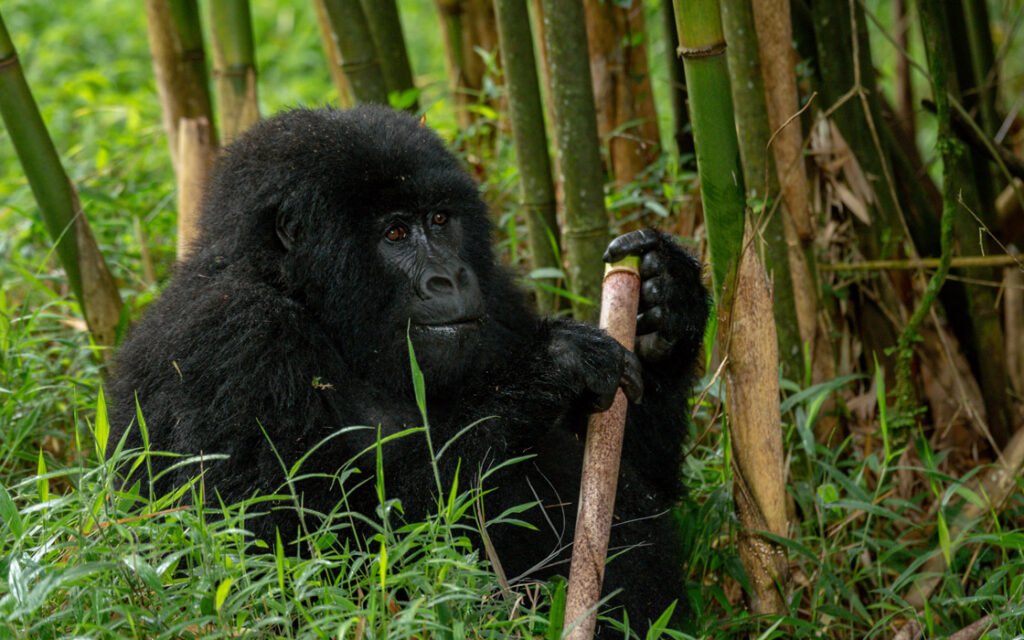 Mgahinga gorillas