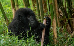 8 Days Uganda primates & wildlife safari 7 Mgahinga gorillas