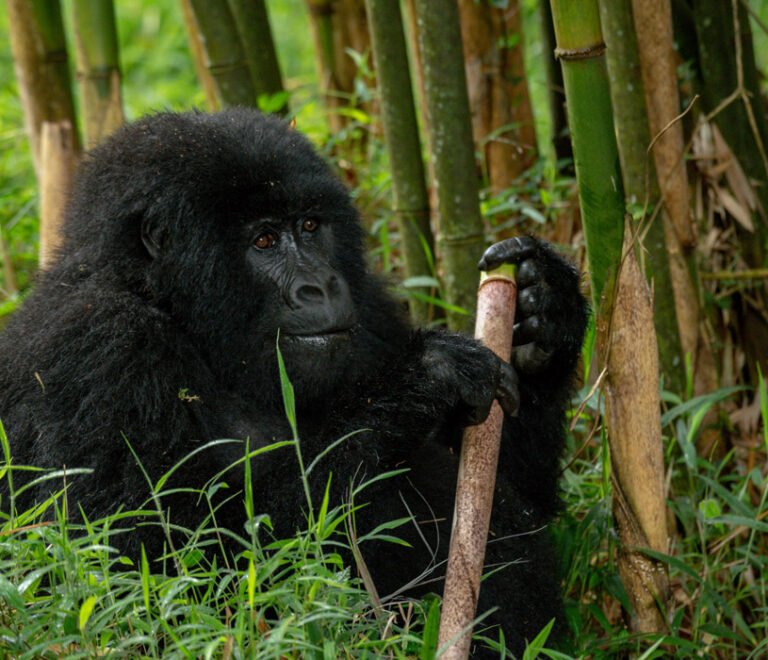 Mgahinga gorillas