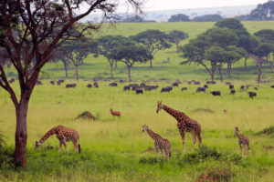 Murchison falls hd images