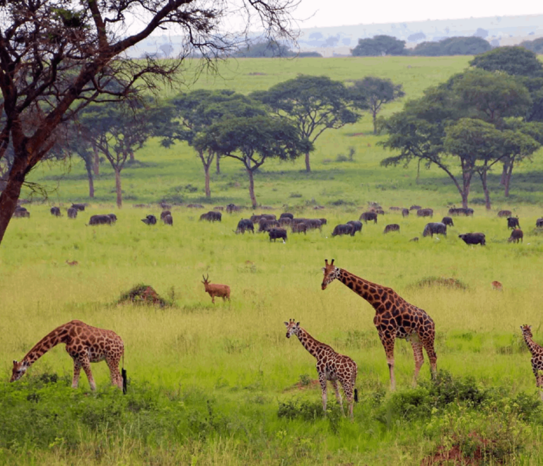 Murchison falls hd images
