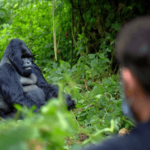 Rwanda gorillas