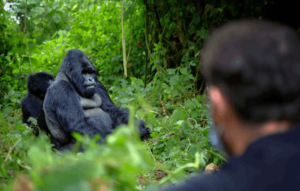 Rwanda gorillas