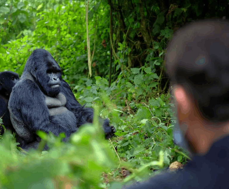 Rwanda gorillas