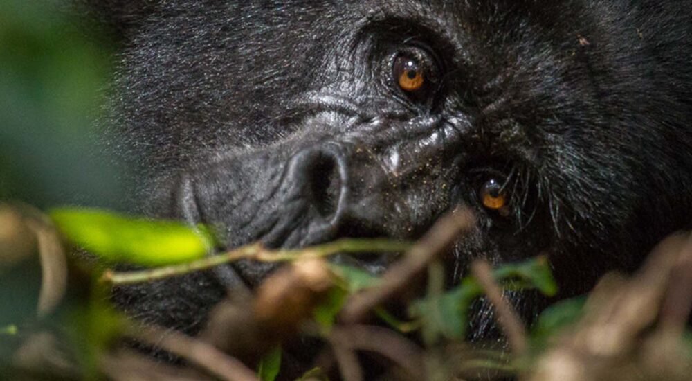 Uganda gorillas trip