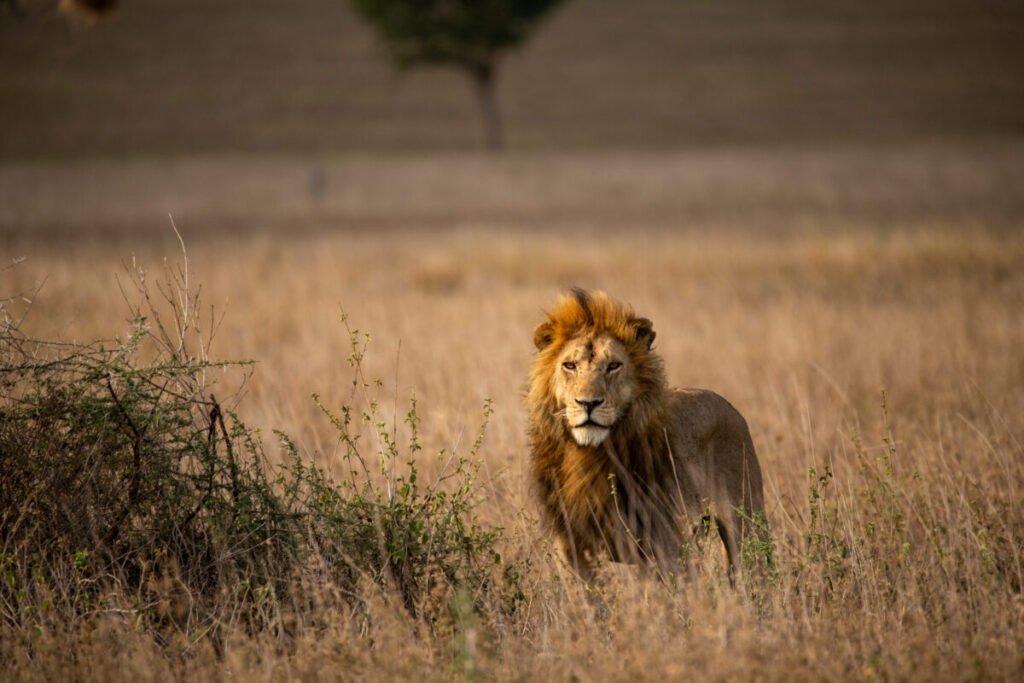 east africa safari