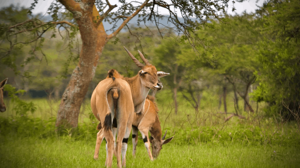 elands in mburo