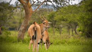 elands in mburo
