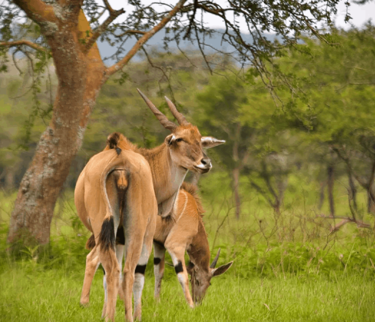 elands in mburo
