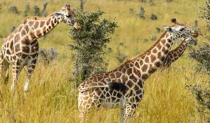 giraffes in murchison