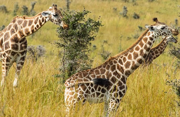 giraffes in murchison